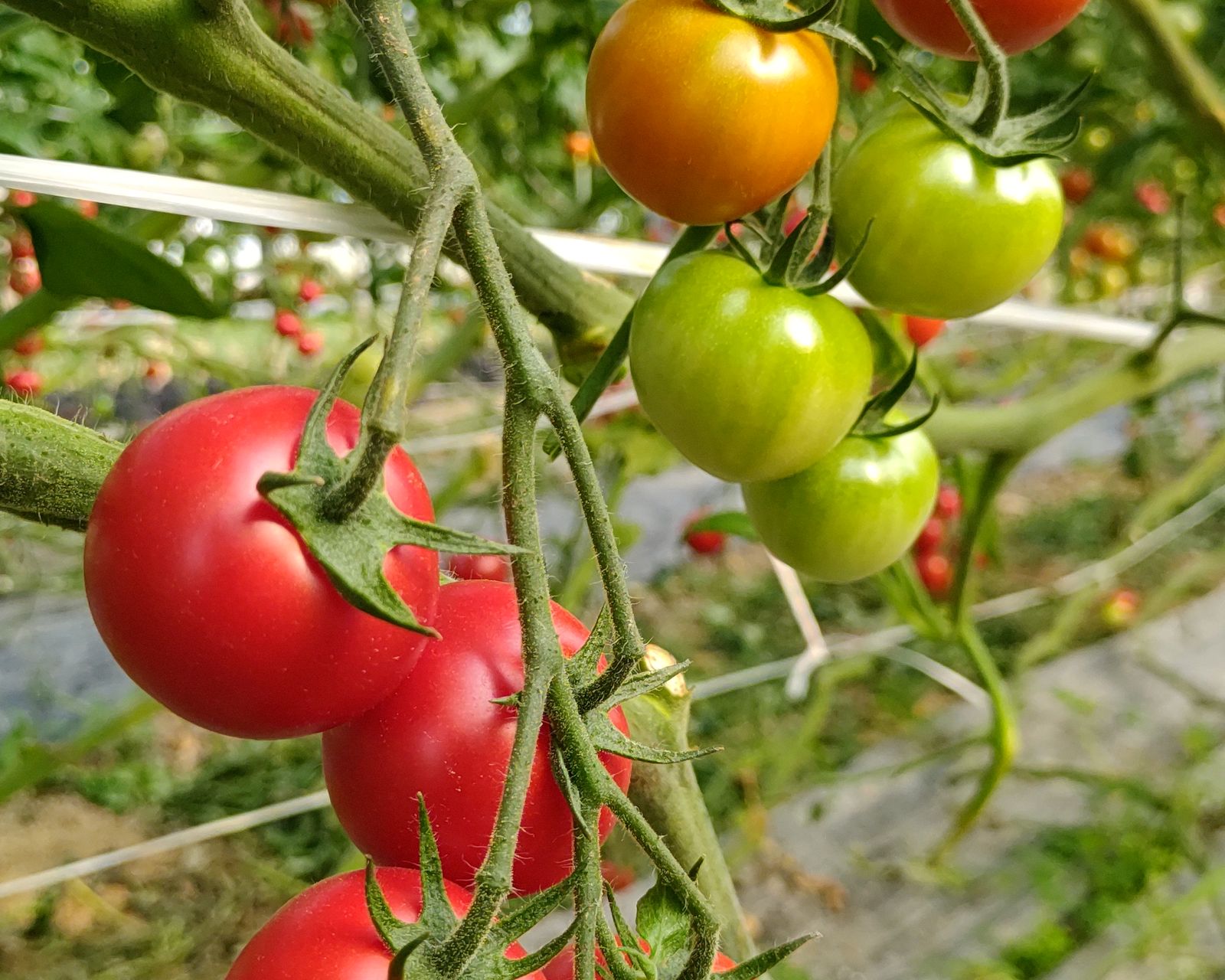 花と実がともにつくトマトの枝